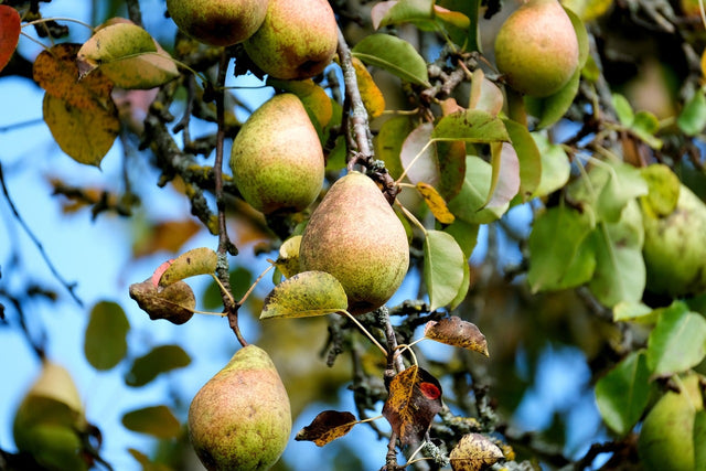 Perenbomen Perenbomen