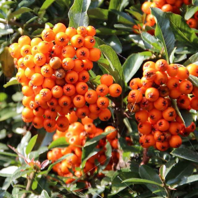 Oranje vuurdoorn Oranje vuurdoorn