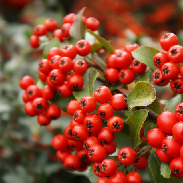 Rode vuurdoorn Rode vuurdoorn