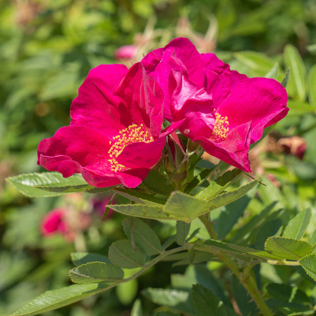 Japanse bottelroos Japanse bottelroos