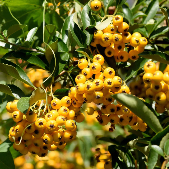 Gele vuurdoorn Gele vuurdoorn