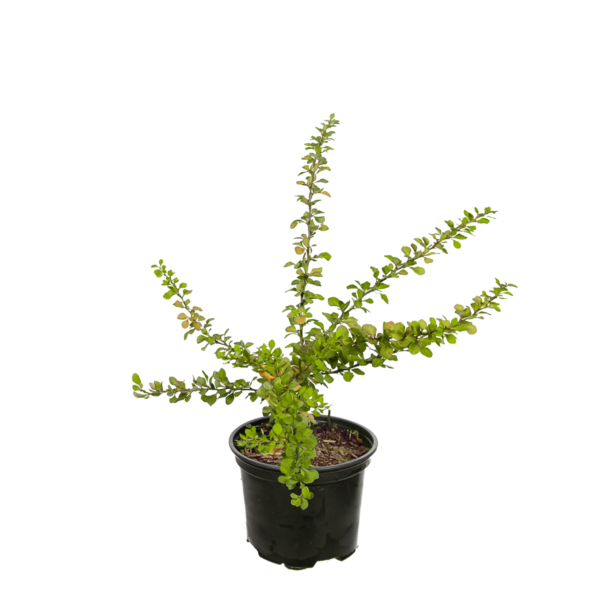 Berberis thunbergii 'Golden Torch Berberis thunbergii 'Golden Torch