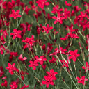 Steenanjer Steenanjer