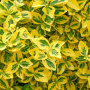 Bonte kardinaalsmuts 'Emerald 'n Gold' Bonte kardinaalsmuts 'Emerald 'n Gold'