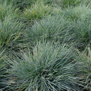 Blauw schapegras, zwenkgras Blauw schapegras, zwenkgras