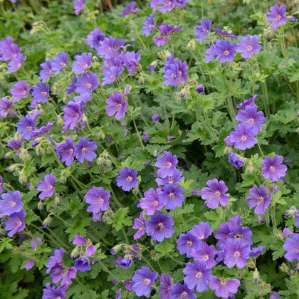 Image  Image