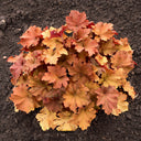 Purperklokje Caramel Purperklokje Caramel