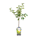 Appel 'Golden Delicious' Appel 'Golden Delicious'