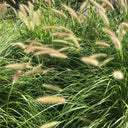 Lampenpoetsersgras Hameln Lampenpoetsersgras Hameln