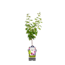 Pruim 'Reine Claude d'Althan' Pruim 'Reine Claude d'Althan'