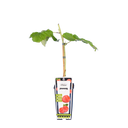 Zomerframboos 'Ottawa' Zomerframboos 'Ottawa'