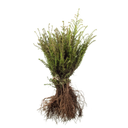 Taxus baccata Taxus baccata