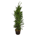 Taxus baccata Taxus baccata