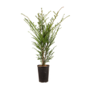 Taxus baccata Taxus baccata