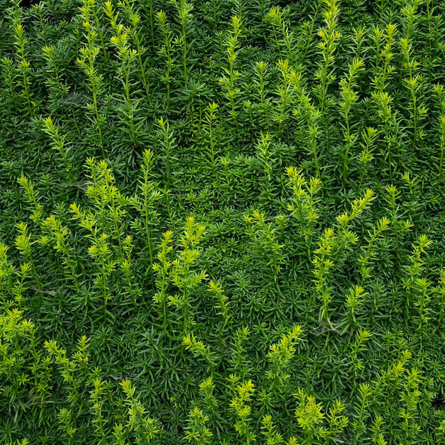 Taxus Taxus
