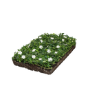 Witte maagdenpalm plantenmat Witte maagdenpalm plantenmat