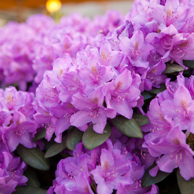 Rhododendron Rhododendron