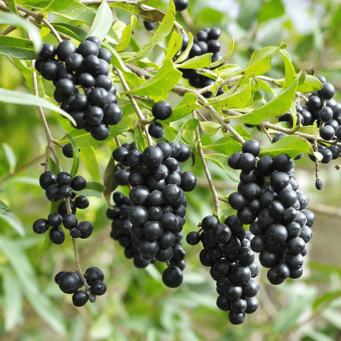 Is de Liguster giftig? Giftigheid per soort, symptomen, veiligheid en alternatieven