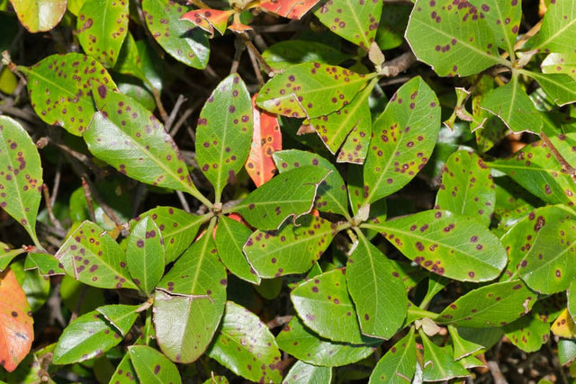 Beukenhaag gaat dood: oorzaken en oplossingen