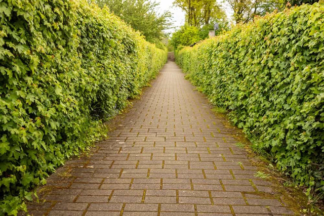 Haagbeuk planten in 6 stappen