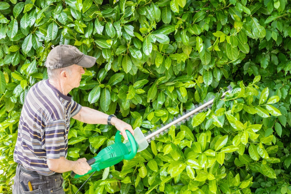 Een Laurier verzorgen: alles wat je moet weten