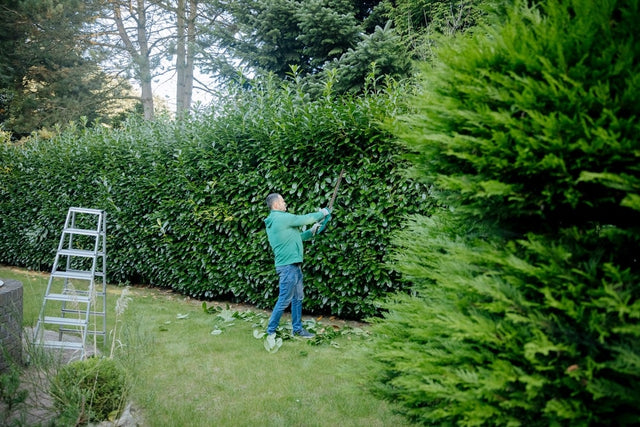Hoe hoog wordt laurier?