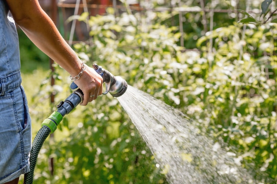 Tips voor het bewateren van tuinplanten
