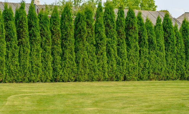 Hoge haagplanten kopen? Hier moet je aan denken