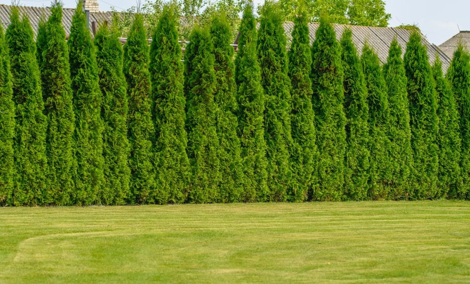 Hoge haagplanten kopen? Hier moet je aan denken