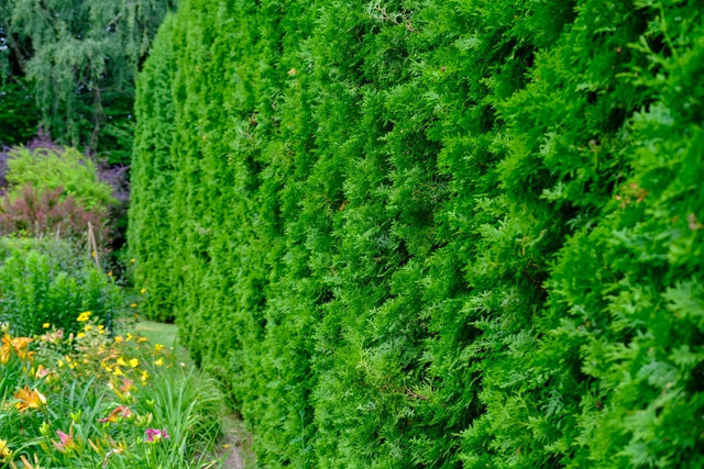 Californische cypres aanplanten