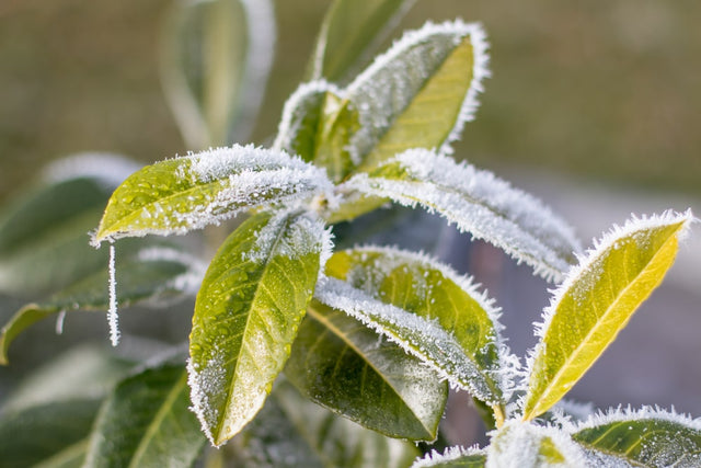 De beste wintergroene/groenblijvende struiken