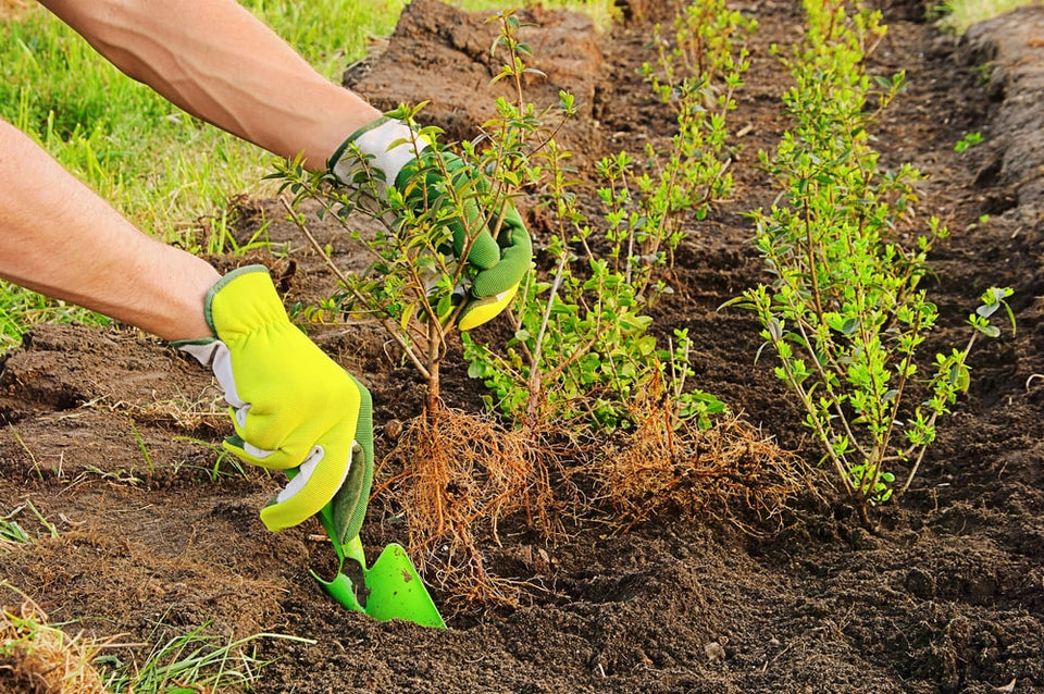 Wanneer een haag aanplanten?