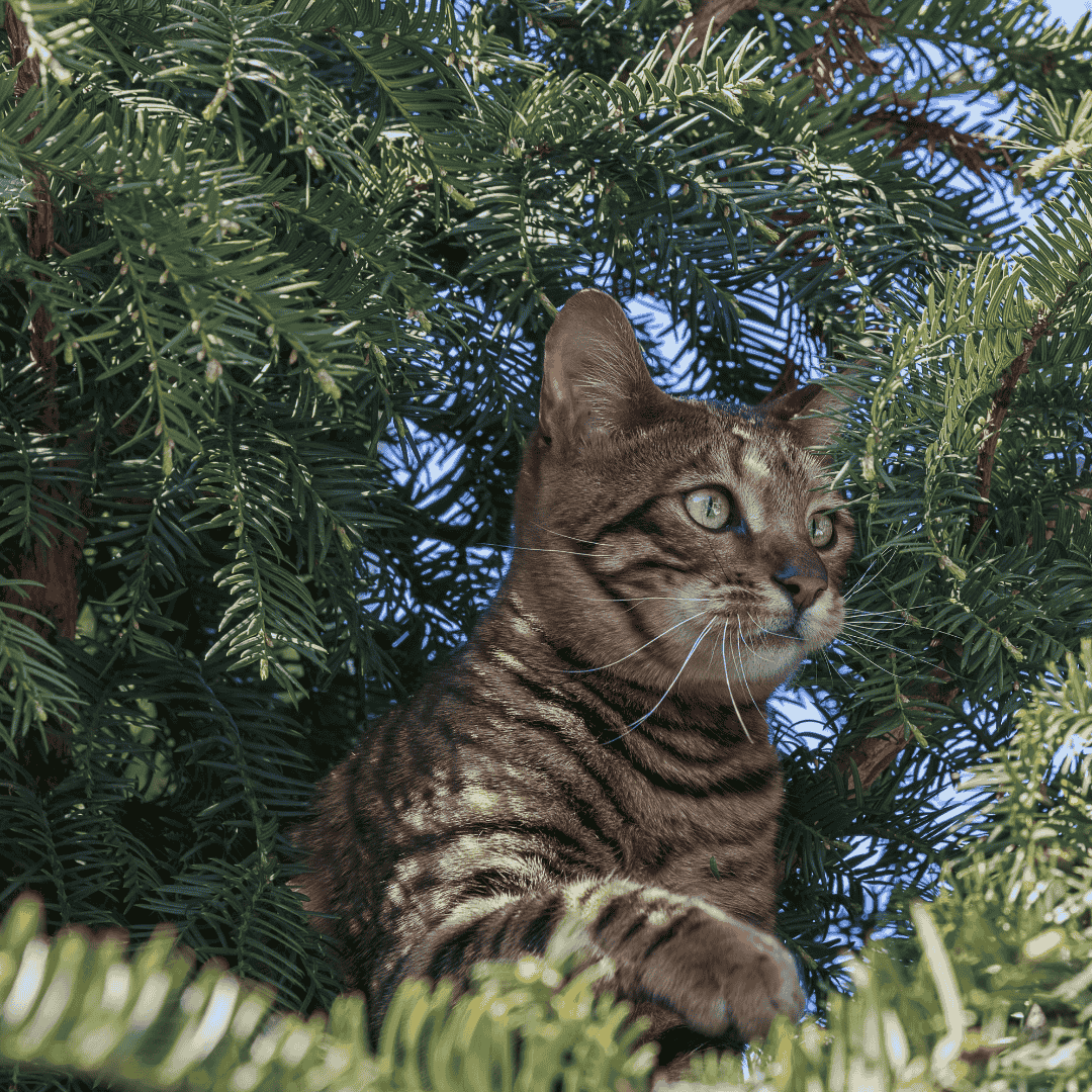 Is de Taxus giftig? Alles wat je moet weten