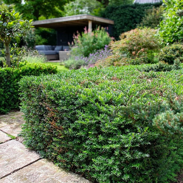 Zelf een taxus verplaatsen in 5 stappen