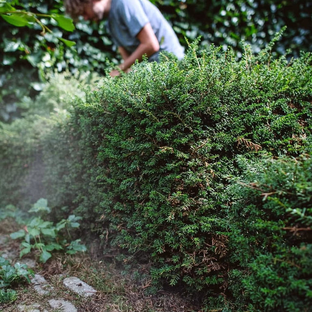 Taxus voeding: de juiste voedingsstoffen voor een gezonde haag