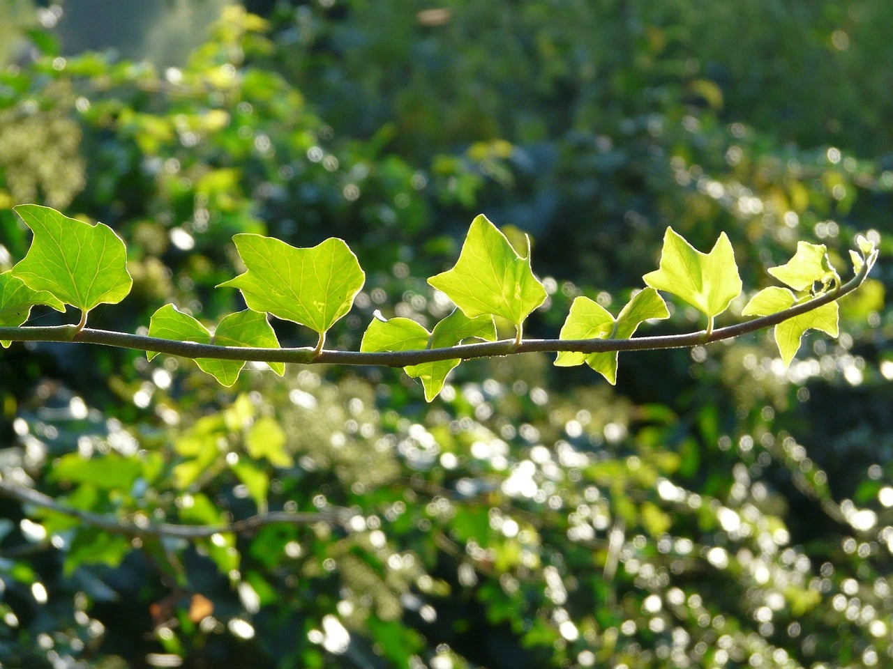 Wat is de groeisnelheid van Hedera?