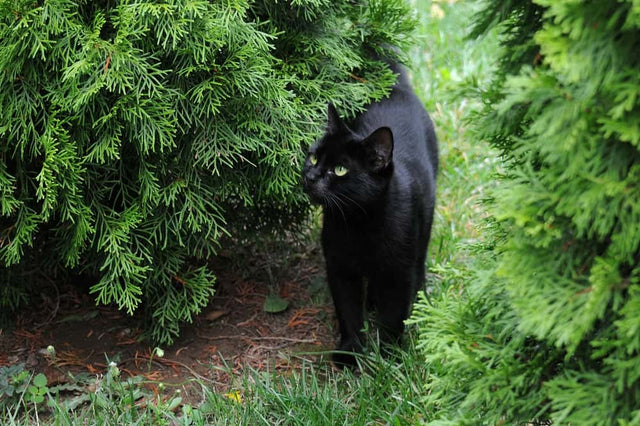 Alles wat je moet weten wanneer Thuja giftig is