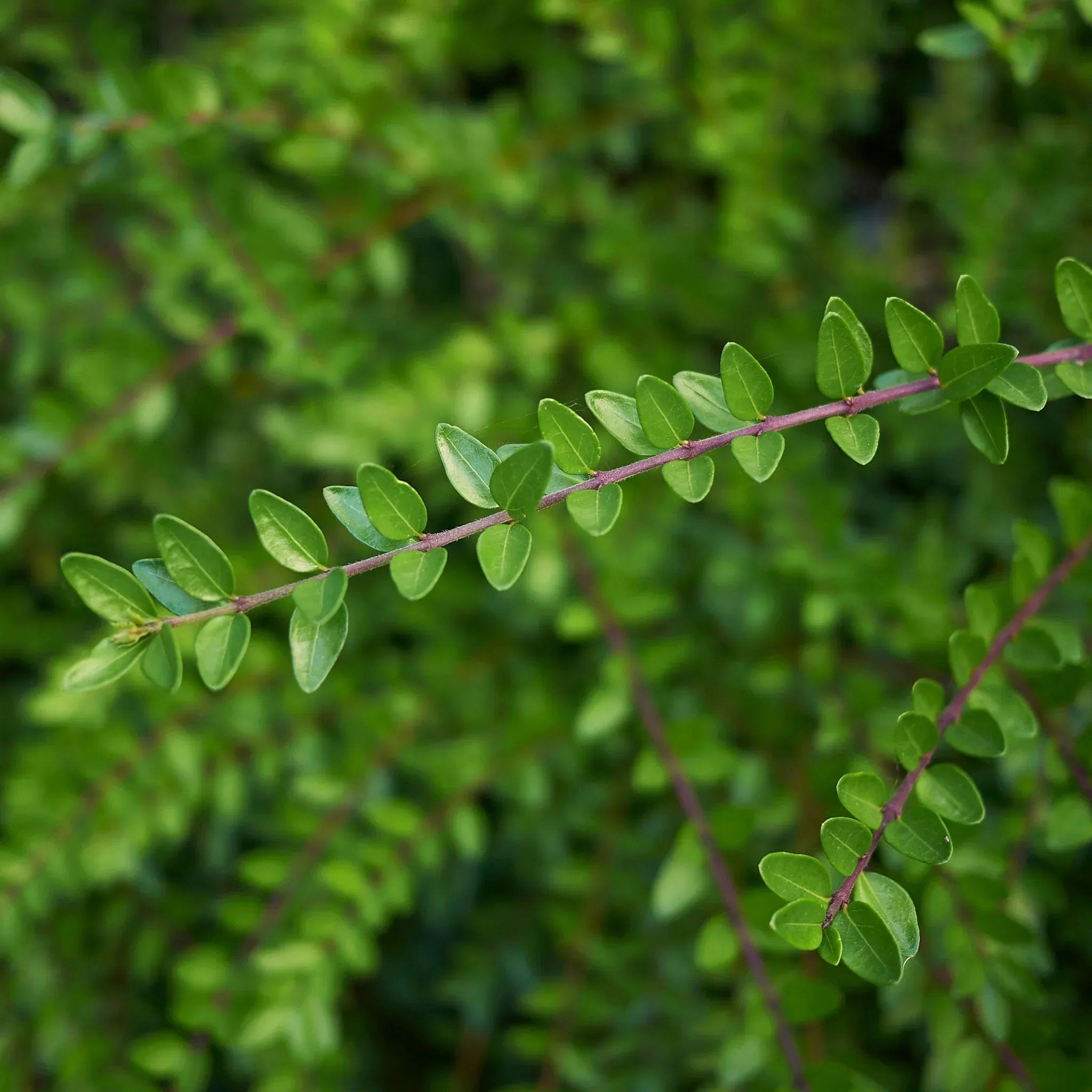 Kamperfoelie Elegant (Lonicera nitida 'Elegant') | Voordelig bij ...