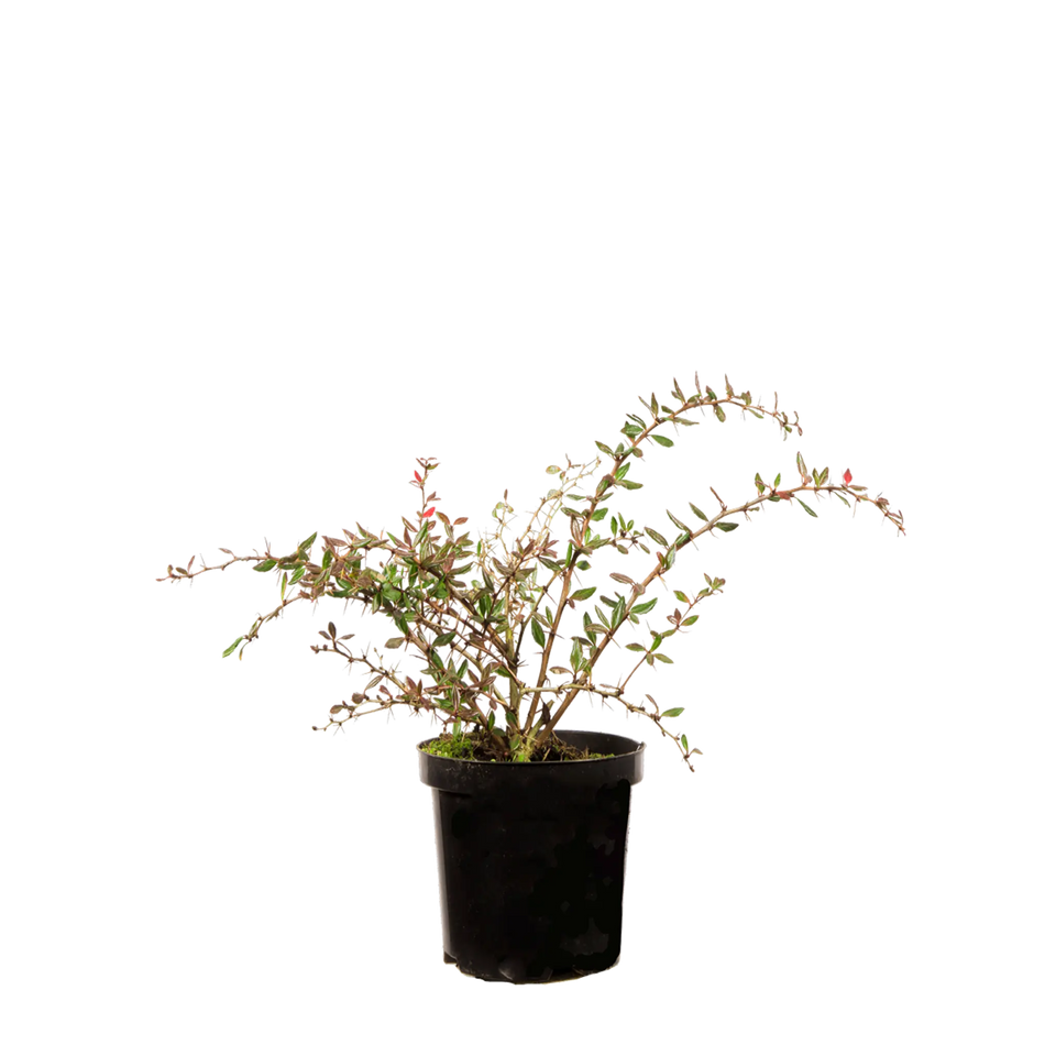 Berberis Amstelveen
