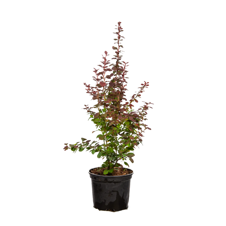 Rode berberis