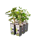 Gemengde fruittuin bessen mix