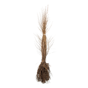 Ruwe berk