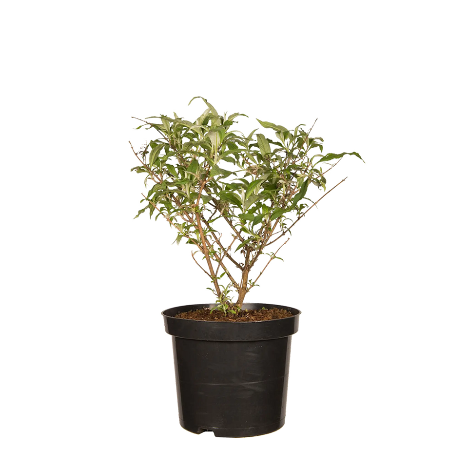 Vlinderstruik White Profusion