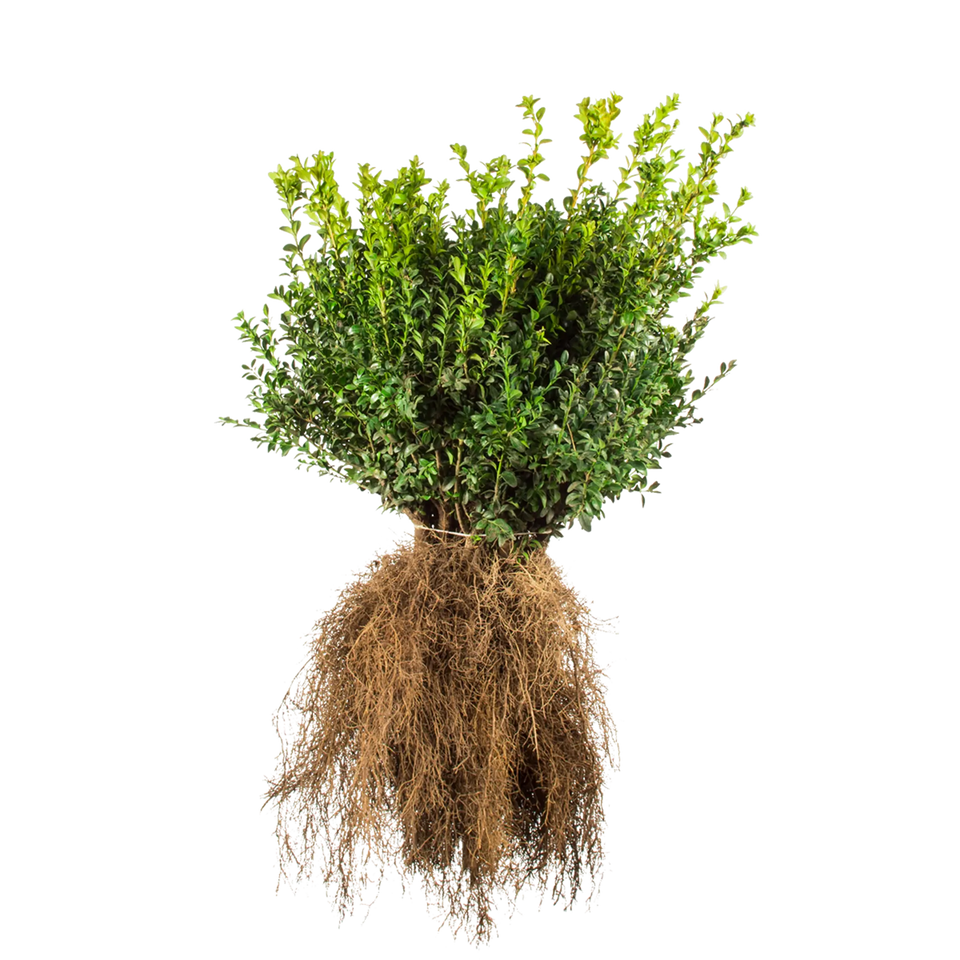 Buxus