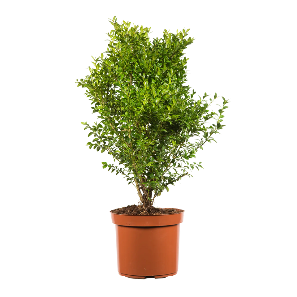 Buxus