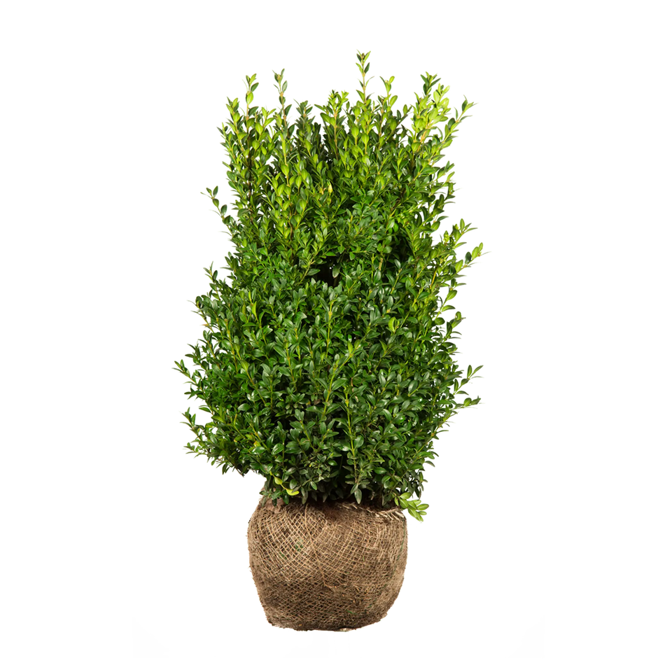 Buxus
