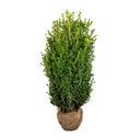 Buxus