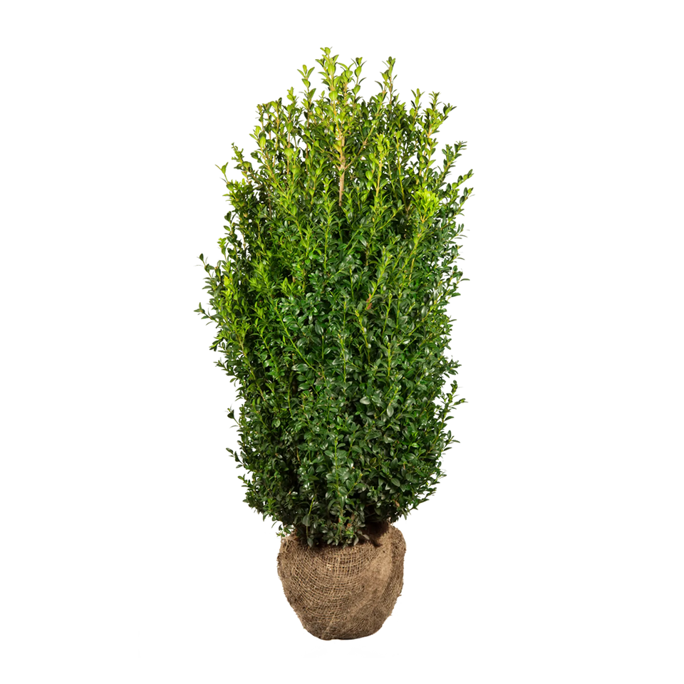 Buxus