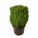 Buxus kubus