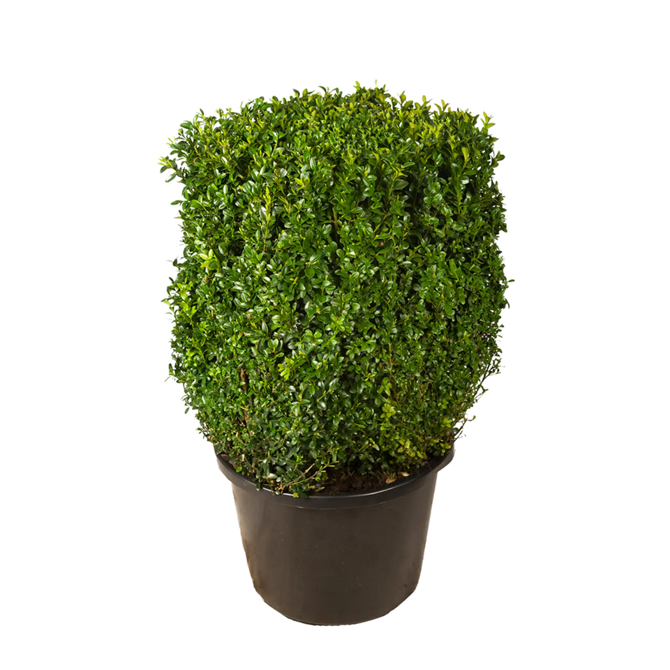 Buxus kubus